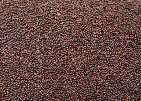 Mustard Seeds