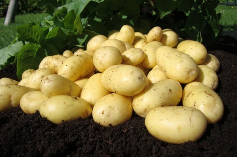 Hermes Potato