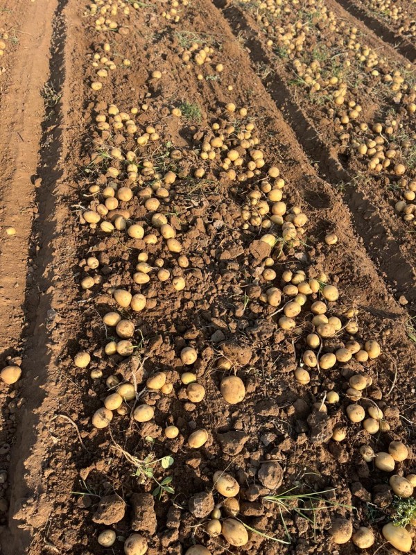 Taurus Potato Farming