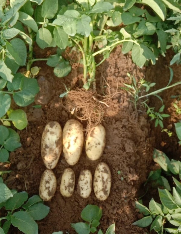 Santana Potatos